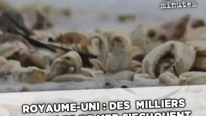 Royaume-Uni: Des dizaines de milliers d’étoiles de mer s'échouent sur les plages du Kent