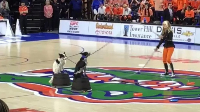 Dog Entertains Crowd at Florida Gators Game by Skipping Rope