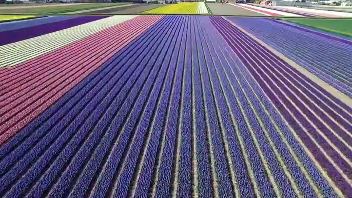 Il survole les champs de tulipes aux Pays-Bas et c'est juste MAGNIFIQUE