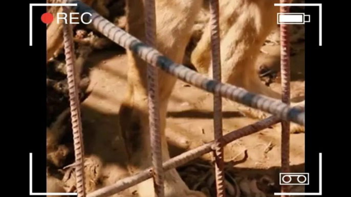 Two surviving lions from Syria rescued and returned to South Africa