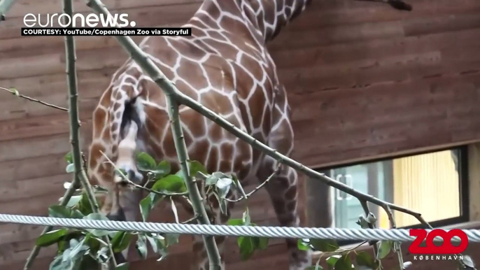 Giraffe  calf born & takes 1st septs at Copenhagen Zoo