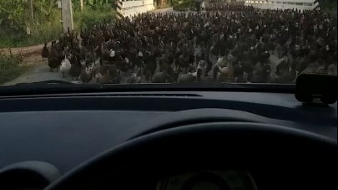 Quand un troupeau de milliers de canards te bloque la route...