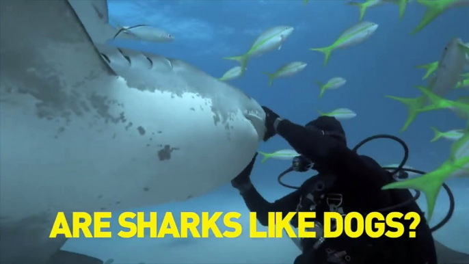 Sharks Love To Be Petted - They're Like Dogs