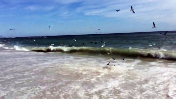 Rare Shark Feeding Frenzy in North Carolina