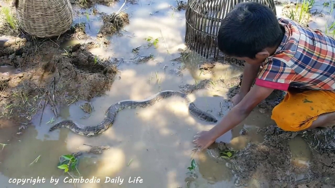 Curious??  Why These Kids Catch Big Water Snake in the Farm?