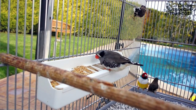 AVES - Las pastas de cría, el suplemento ideal en la alimentación de aves