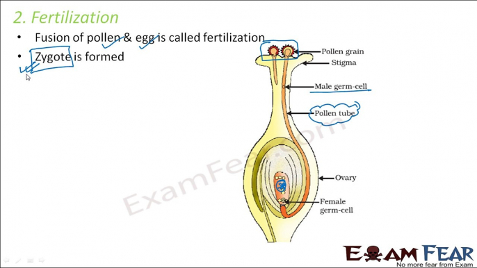 Biology Reproduction in Plants Part 15 (Fertilization, Seed Formation, Germination) Class 7 VII