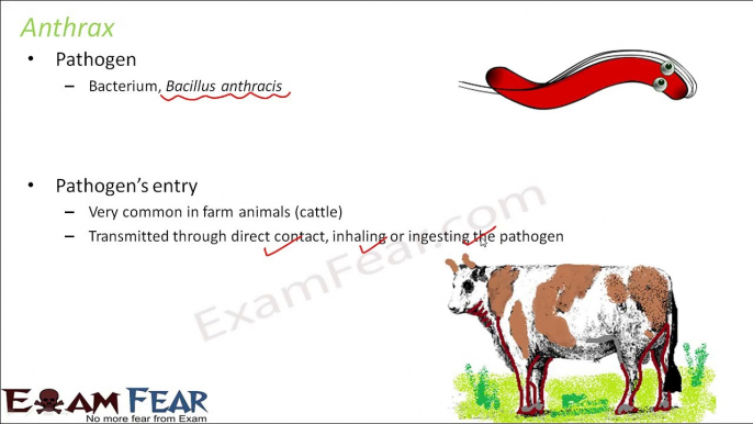 Biology Micro Organisms Part 19 (Diseases in Animals) Class 8  VIII