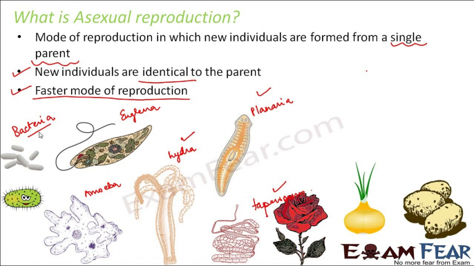 Biology Reproduction in Animals Part 3 (Binary & multiple fission) Class 8  VIII