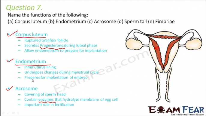 Biology Human Reproduction part 22 (Questions 2) class 12 XII