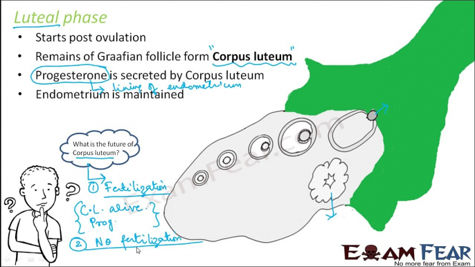 Biology Human Reproduction part 15 (Luteal Phase) class 12 XII