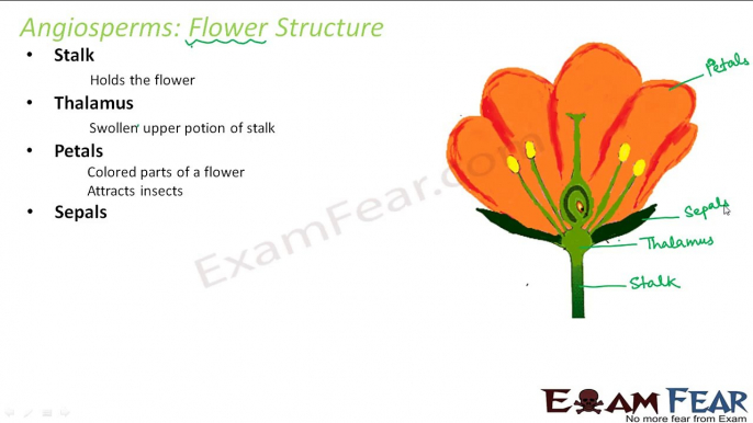 Biology Plantae part 21 (Angiosperms: Flower Structure) CBSE class 11 XI