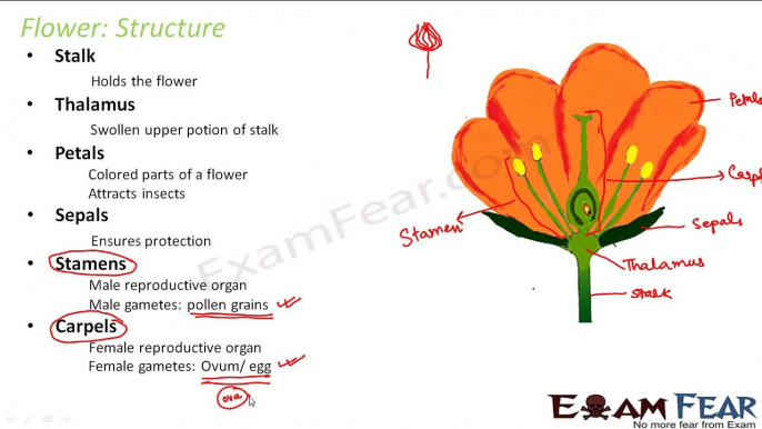 Biology Reproduction part 13 (Sexual reproduction: Flower Structure) CBSE class 10 X