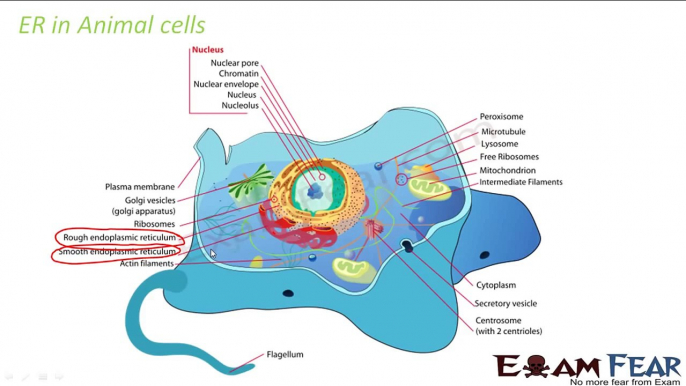 Biology Fundamental Unit of Life part 9 (Cell Organelles - Endoplasmic Reticulum) CBSE class 9 IX