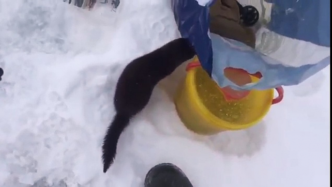 Ce petit vison vient demander un poisson à un pecheur... pas très sauvage l'animal