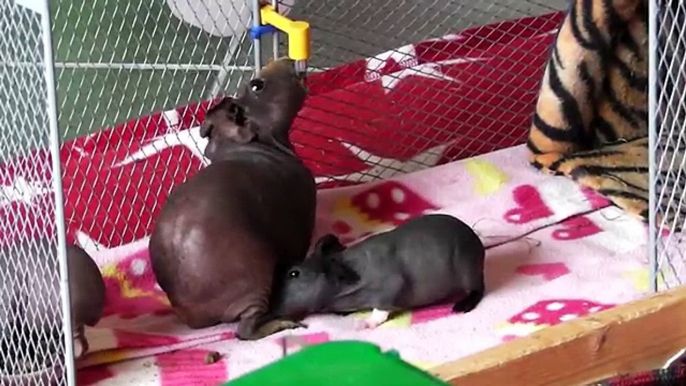 Hairless Guinea Pig & Cute Babies