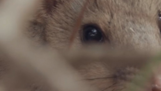 Eastern Quolls Reintroduced to Australian Mainland After Decades