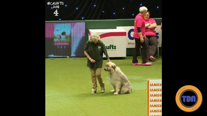 Ce chien sauvé de la maltraitance échoue lamentablement à un parcours d'agility, mais gagne le coeur de tous !