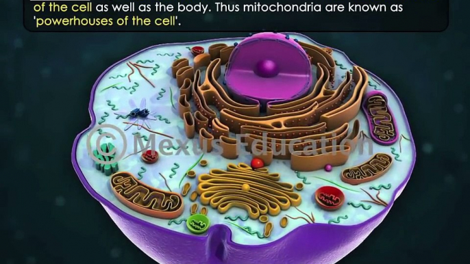 Cell Organelles- Part 1