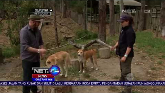 Pagar Terpanjang Yang Memisahkan Anjing Liar Dengan Hewan Lain - NET 24