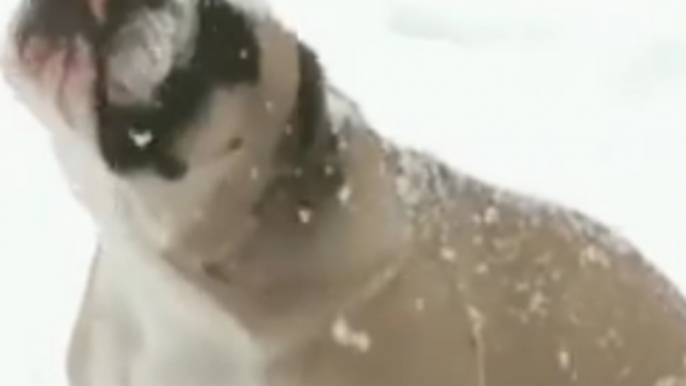 Pennsylvania Bulldog Catches Snowflakes During Nor'easter