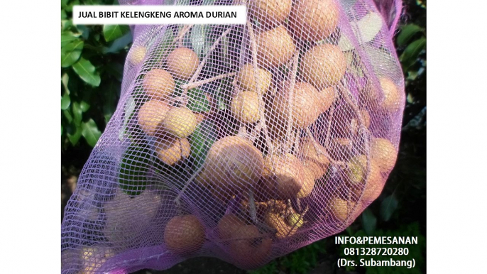 Grosir Bibit Kelengkeng Aroma Durian Murah 0813-2872-0280