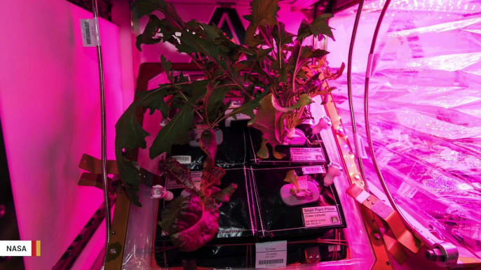 Astronauts Grow Two Batches Of Mixed Greens In Space