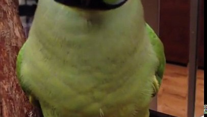 Coco the Talking Indian Ringneck Parakeet (Parrot) Talking, Kissing and being Cute