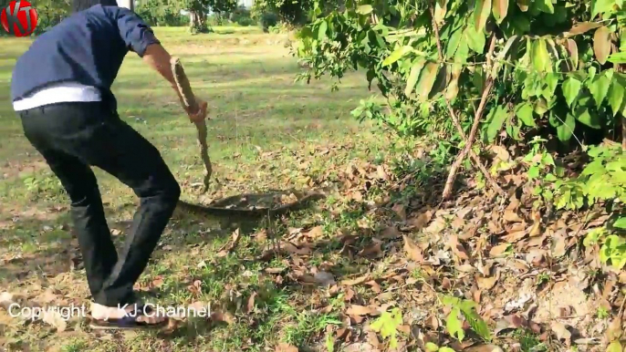 Amazing beautiful girl Catching Big Python Snake at SiemReap In Cambodia