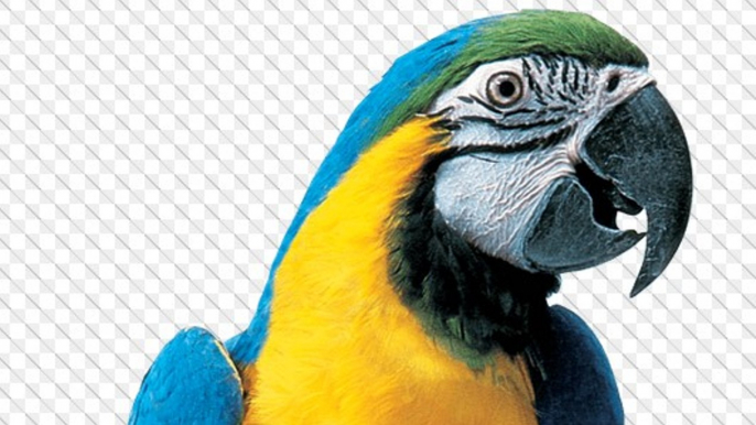 FUNNIEST BIRDS - Parrots, Ducks, Owls, Penguins and More [FUNNY BIRD VIDEOS]