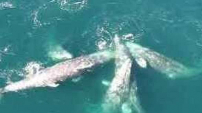 Humpback Joins Grey Whales for Swim Near Monterey Bay