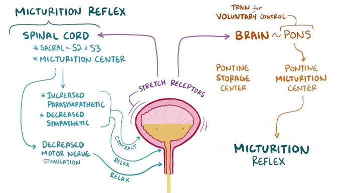 Urinary incontinence - causes, symptoms, diagnosis, treatment, pathology