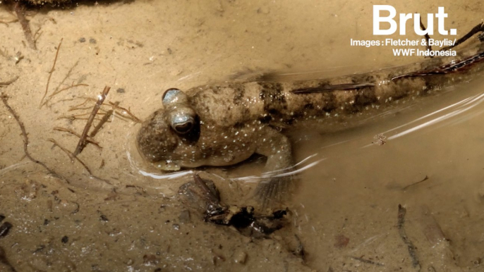 L'Oxudercinae, ce drôle de poisson capable de vivre hors de l'eau