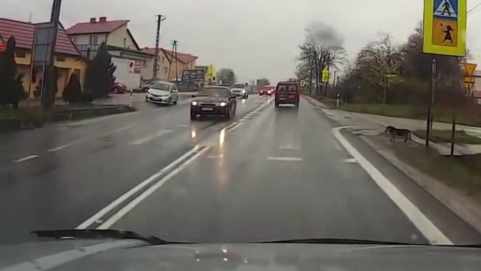 Ce chien attend au passage piéton pour traverser... Tellement bien éduqué