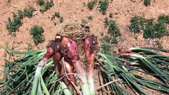 Shallots - Growing and Harvesting Huge Bulbs