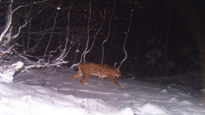 Sur la piste du lynx dans les Hautes Vosges