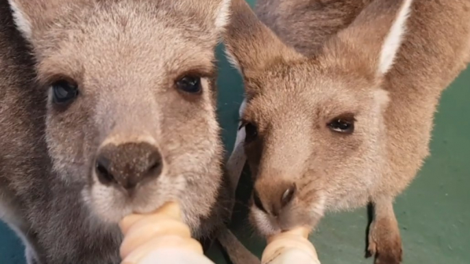 Adorable Orphaned Kangaroos and Wallaby Huddle for Milk Feast