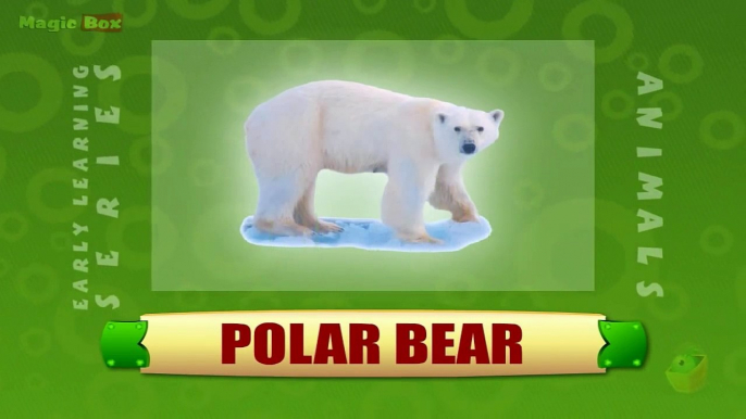 Polar Bear - Animals - Pre School - Animated Educational Videos For Kids