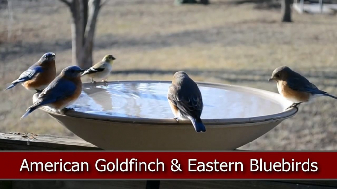 Wild Bird House : Eastern Bluebirds Cedar Waxwings Robins & American Goldfinch on a Bird Bath