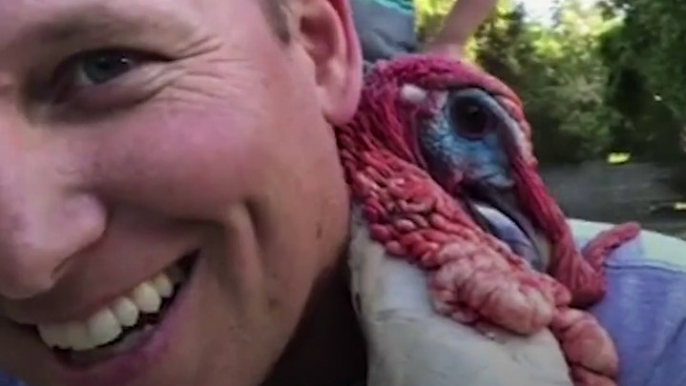 When this guy adopted a turkey named Albert, he had no idea he'd end up raising his babies too — or that becoming a turkey dad would make him happier than he ev