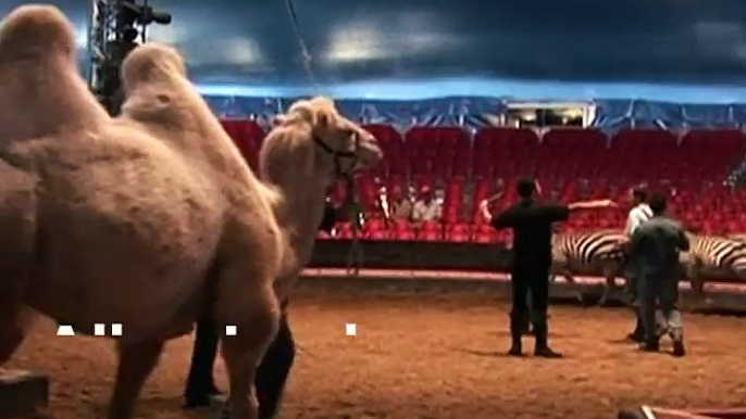 Are circus animals an endangered species?