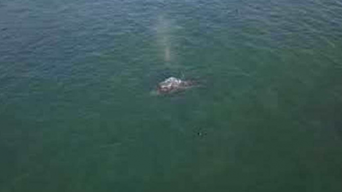 Drone Footage Shows Gray Whales Off Northern California Coast