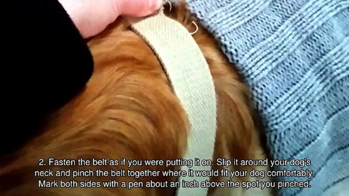 Make a Cute Dog Collar from an Old Belt - DIY Crafts - Guidecentral