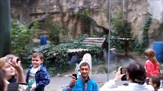 Ce tigre blanc s'incruste sur un selfie au zoo