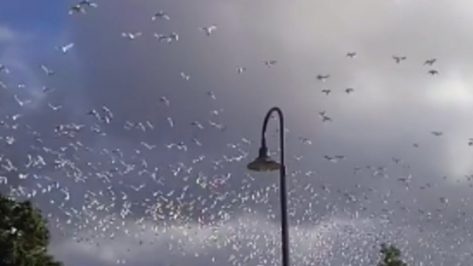 Thousands of Birds Flee Before Storms Hit South Australia