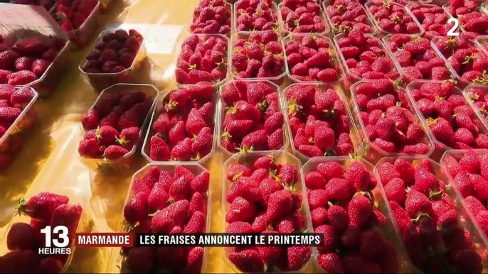 Marmande : les fraises annoncent le printemps