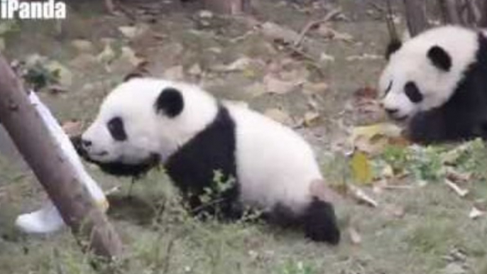 Pandas Don't Want to Let Their Keeper Go