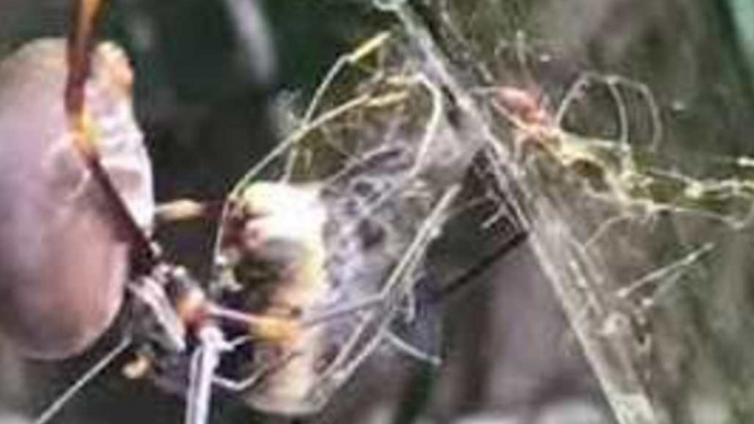 Spider Nets 'Lucky Catch' Dragonfly in Its Sticky Web