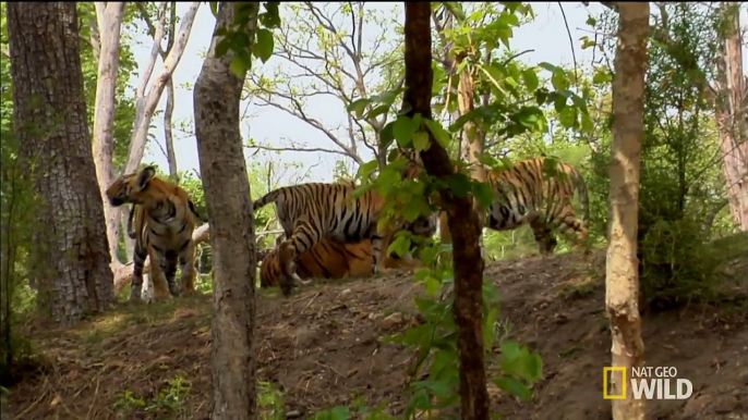 When a Tiger Hunts _ Secret Life of Tigers