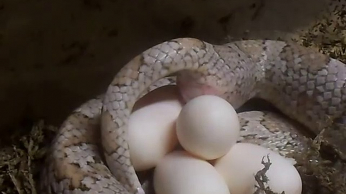 Corn Snake laying an egg